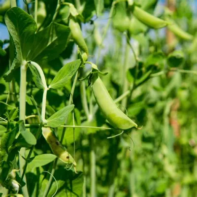  Peas: Uma Exploração Fascinante nos Campos da Alimentação e Biocombustíveis Sustentáveis!