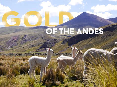 Alpaca Fleece: O ouro macio dos Andes para tecelagem de luxo!