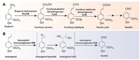  Vanillin: Uma Jornada Olfativa Através da Síntese Química e da Extração Natural!